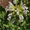 Salvia officinalis 'alba' -- echter Salbei 'alba'